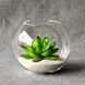 Аквариум-ваза стеклянная aquarium MAZHURA 3,5 л