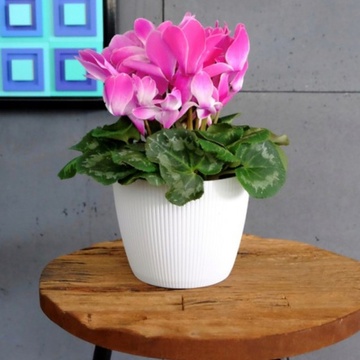 Білий горщик для квітів 10.5 см, квітковий вазон Джампер Ламела Ламела